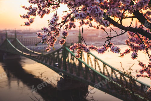 Preview: Beautiful Liberty Bridge at sunrise with cherry blossom in Budapest, Hungary. Spring has arrived to
