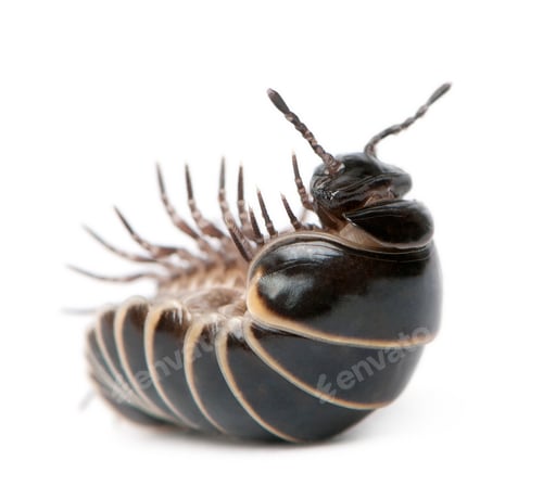 Preview: Glomeris marginata. Is a common European species of pill millipede
