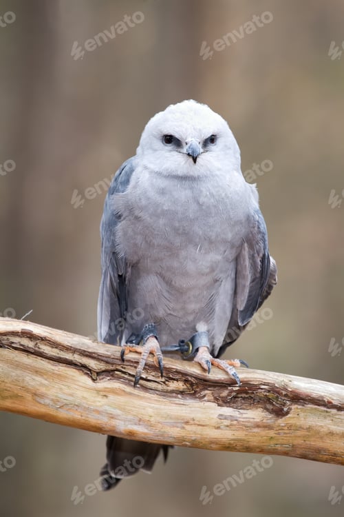 Preview: Mississippi Kite