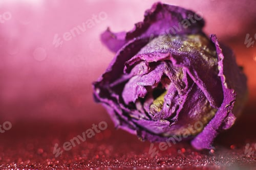 Preview: red dried rose with drops of water on a red background. card with flower and bokeh