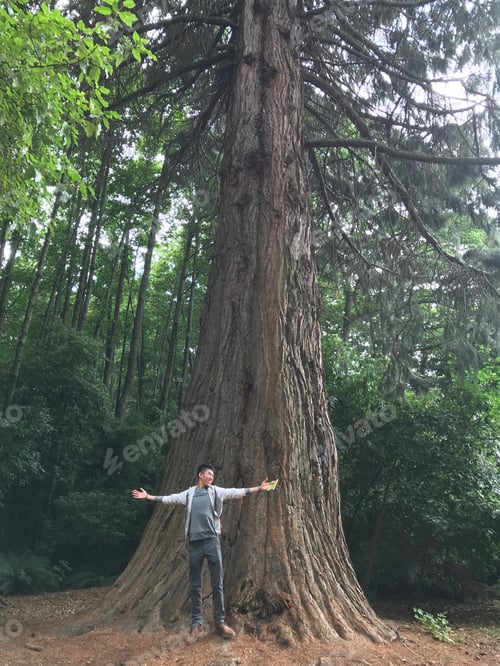 Preview: Amazing tree