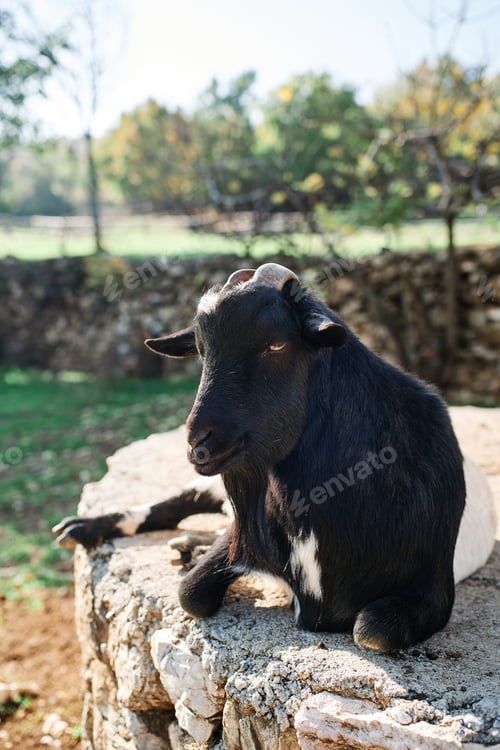 Preview: Black goat lies half asleep in the sun on a large stone