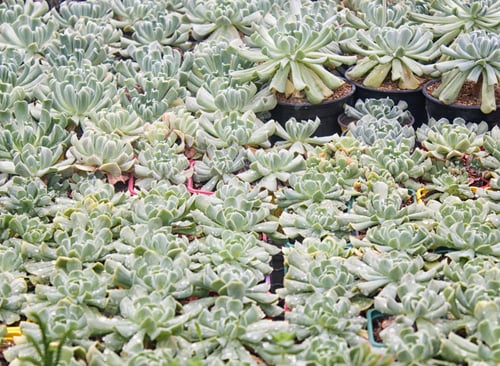 Preview: Succulent Plants in an Outdoor Nursery Setting