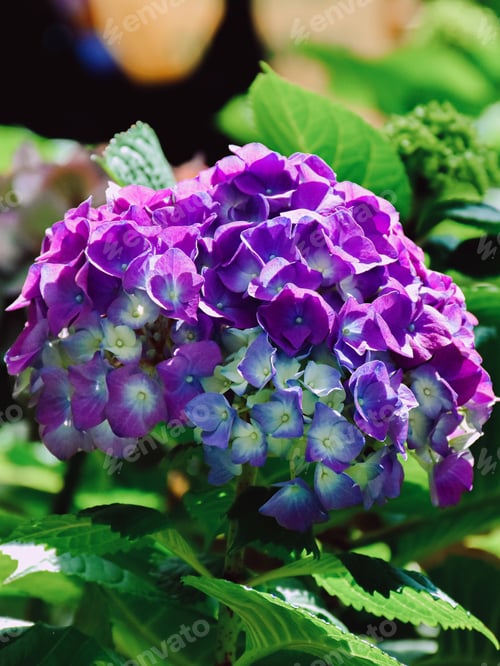 Preview: Hydrangea flower of blue-violet color. Bud close-up. Garden plant. Green natural background