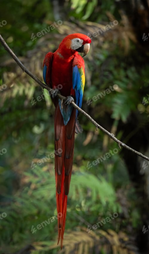 Preview: Scarlet Macaw in Costa Rica