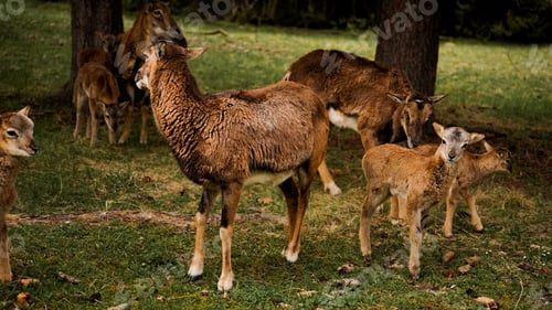 Preview: Mouflon family in the forest