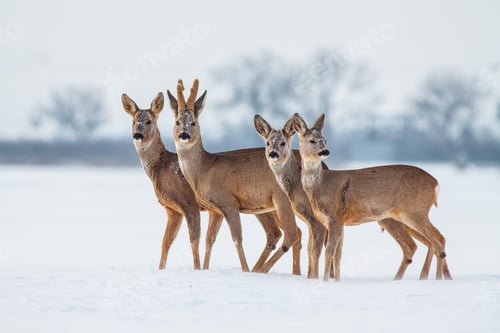Preview: Roe deer herd in winter standing close together in deep snow