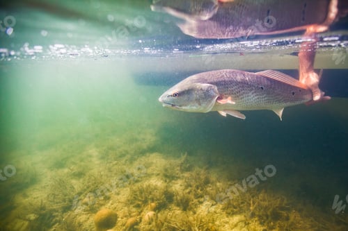 Preview: Man releasing small redfish in the Gulf of Mexico, Homosassa, Florida, US
