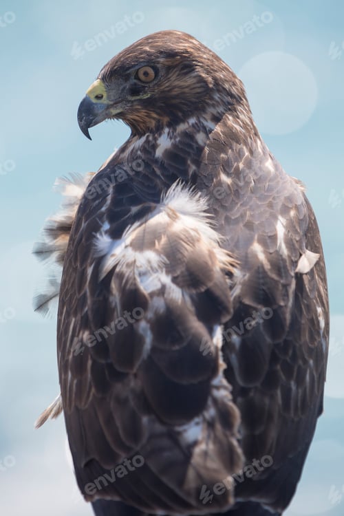 Preview: Galapagos Hawk, Galapagos Islands, Ecuador