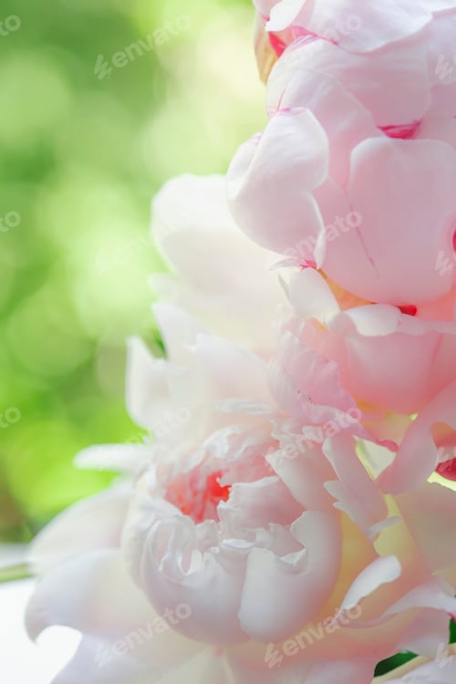 Preview: Gorgeous delicate pink peonies on a green natural background, lovely spring composition