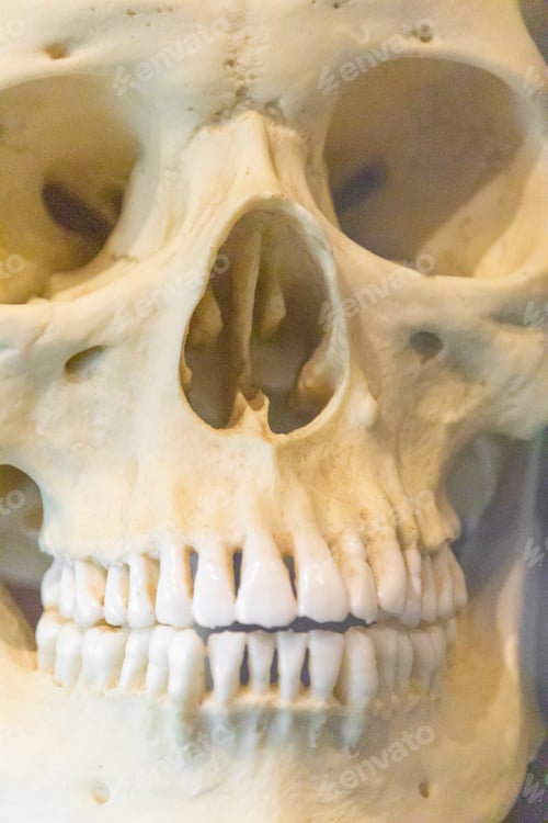 Preview: Extreme closeup front view shot of a human skull with complete set of teeth displayed in a museum