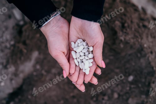 Preview: Female farmer holding raw white kidney beans, ready to pours out seeds in vegetable garden soil