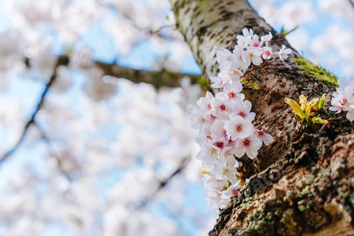 Preview: Elegant spring floral background. Blooming sakura white flowers.