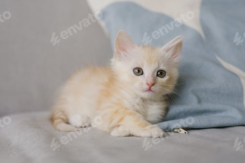 Preview: Creamy Kitten Lying On Soft Couch