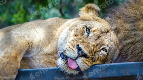 Preview: Queen of the Jungle