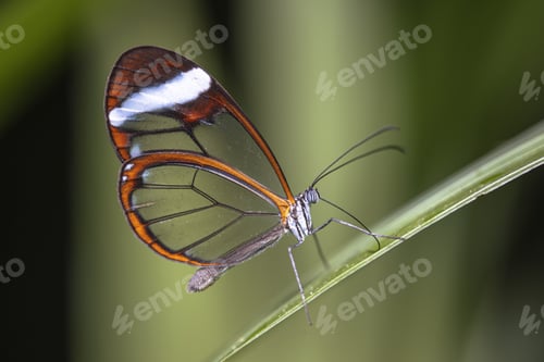 Preview: Glasswing butterfly Greta oto