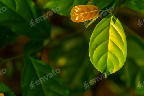 Preview: Scenic forest of fresh green deciduous trees framed by leaves