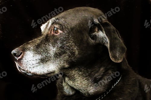 Preview: Portrait of an old chocolate lab’s face