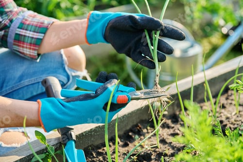 Preview: Growing onion plant, young seedling in hands of gardener with pruning shears