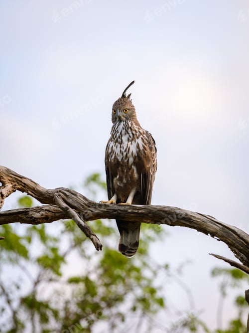 Preview: Changeable hawk-eagle perches on a weathered branch at Yala National Park, Sri Lanka