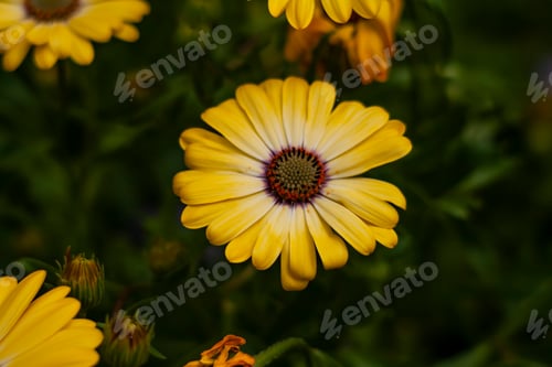 Preview: Cape marguerite flower