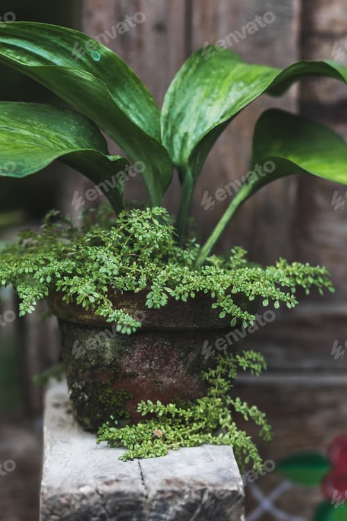 Vista previa: Decoration of house with plants in pots in shabby rustic style. Wooden and bricks grunge fasade