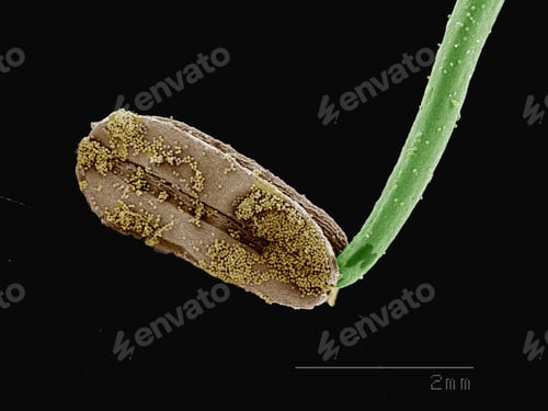 Preview: Coloured SEM of anther of Hellborus sp