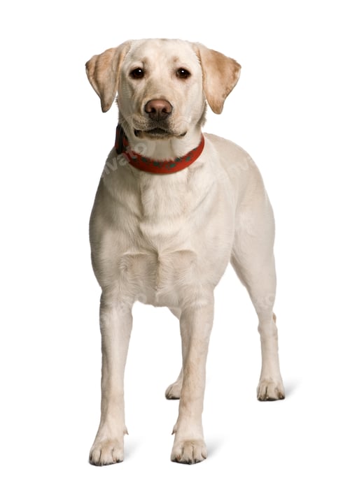 Preview: Labrador standing in front of white background, studio shot