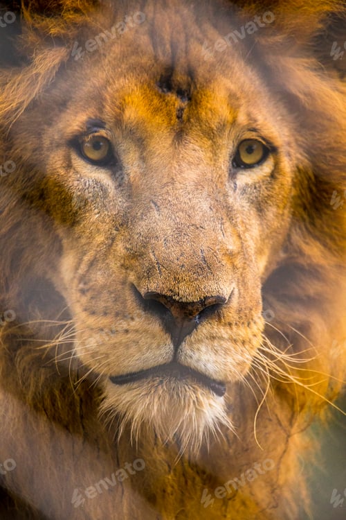 Preview: Head of a lion in the Nairobi orphanage looking sideways, Kenya
