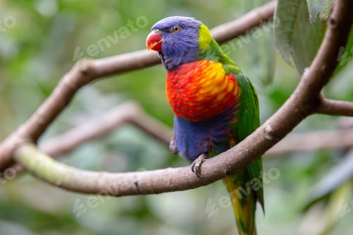 Preview: Four colored Parakeet