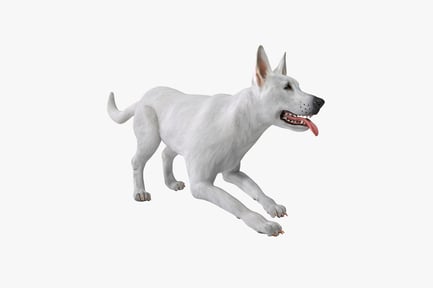 Preview: White german shepherd in motion