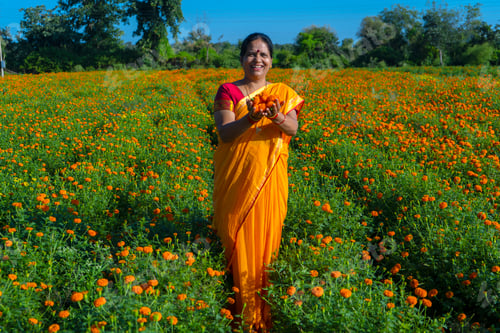 Preview: Indian woman collect marigold flower in beautiful garden.