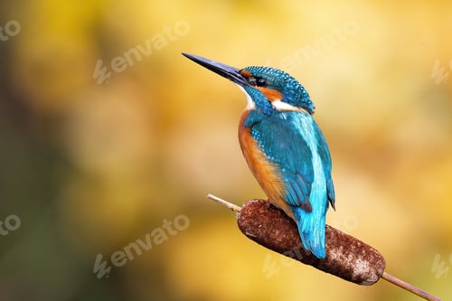 Preview: Interested common kingfisher perched in nature from back view