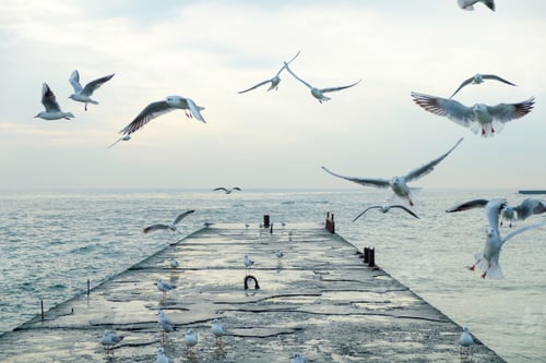 Preview: Sea gulls flying over pier