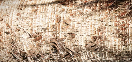 Preview: Panoramic photo relief texture of dry tree bark. Brown bark background.