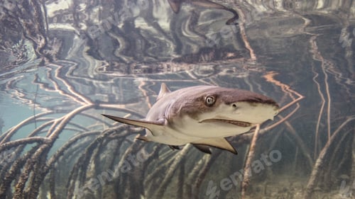 Preview: Underwater view of baby lemon shark swimming amongst mangroves, Alice Town, Bimini, Bahamas