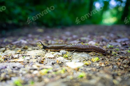 Preview: Closeup of a land slug (Limax cinereoniger) on the ground in a forest on the blurred background