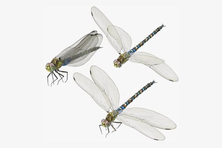 Visualização: Dragonfly Trio: poses de insetos voadores