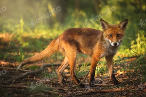 Preview: Fox on the summer forest