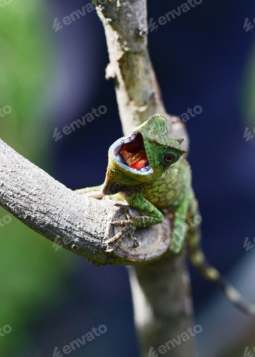 Preview: Close up of Dragon Forest, Gonocephalus chamaeleontinus