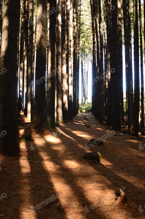 Preview: Shadows in the forest