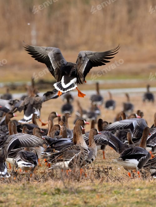Preview: Flying Greater white-fronted goose - Anser albifrons frontalis