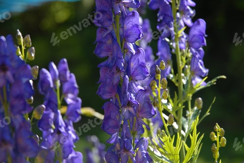 Preview: Monkshood or wolf's bane