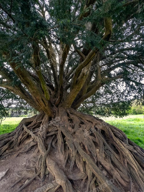 Preview: European Yew Tree
