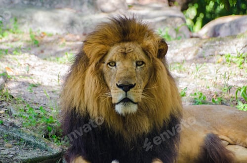 Preview: Closeup shot of a lion in a zoo