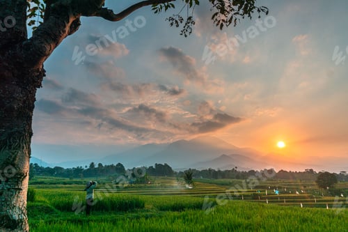 Preview: indonesia beauty landscape paddy fields in north bengkulu natural beautiful morning view from asia