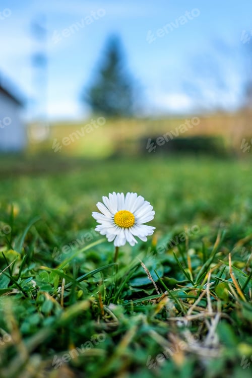 Preview: Vertical shot of a little chamomile in a garden