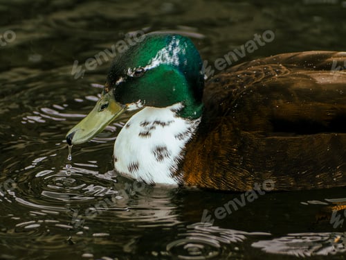 Preview: Close-up of a duck floating on lake