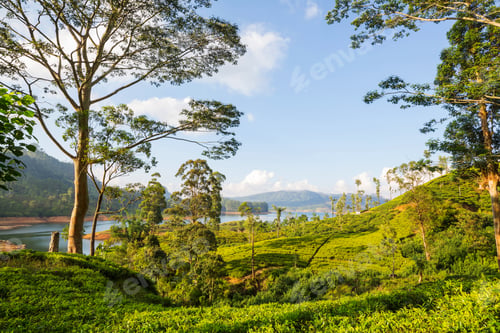 Preview: Tea plantation