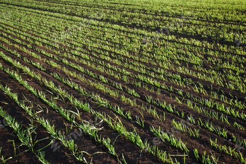 Preview: Green wheat sprouts at the field at sunset